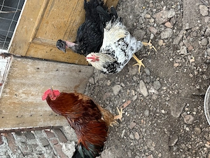 Cocosi tineri de vanzare