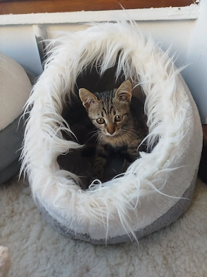 Pisica mica și frumușică - pentru adopție  - imagine 5