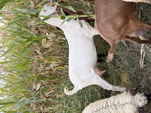 2 capre bunde de lapte de rasă 