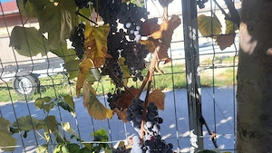Struguri de vin - imagine 3