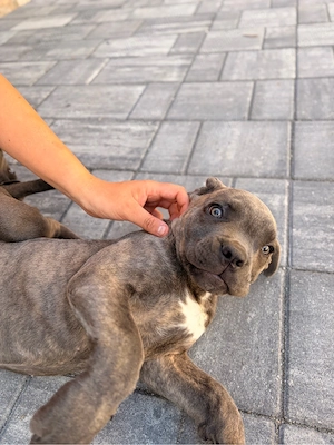 catei cane corso  - imagine 2