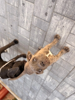 catei cane corso  - imagine 3