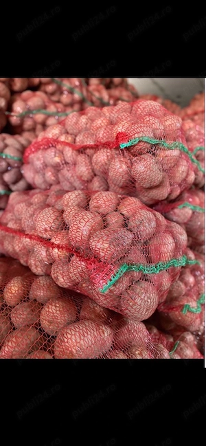 Cartofi consum Bellarosa