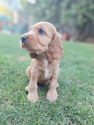 Pui Cocker Spaniol