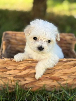 Bichon Maltez Fetita 