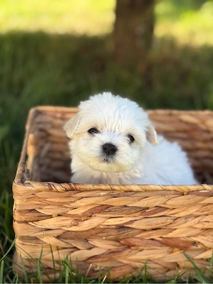 Bichon Maltez Fetita  - imagine 2