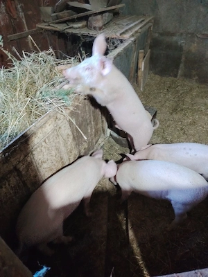 Vând 2 purcei la alegere aproximativ 35-40kg Deparazitați și castrați  - imagine 2