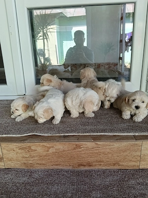 Bichon maltez albi talie mica. - imagine 2