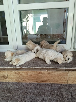 Bichon maltez albi talie mica. - imagine 3