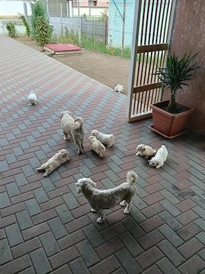 Bichon maltez albi talie mica. - imagine 4