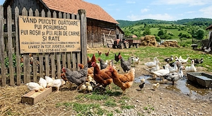 vand puicute ouătoare 