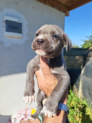 Pui cane corso fetițe și băieți blue și negru - imagine 2