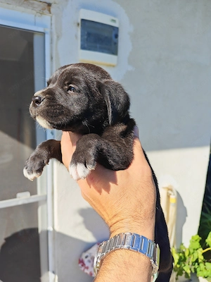 Pui cane corso fetițe și băieți blue și negru - imagine 3