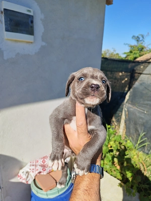 Pui cane corso fetițe și băieți blue și negru