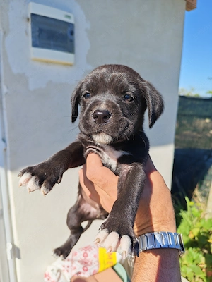 Pui cane corso fetițe și băieți blue și negru - imagine 4