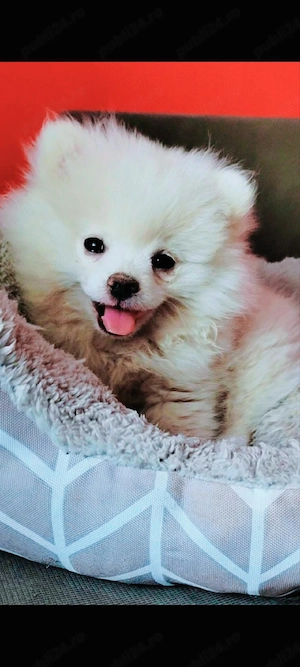 Pomeranian 