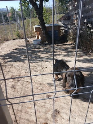Teckel sarmos din parinti cu pedigre!