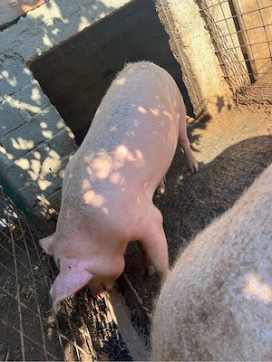 Porci de Vânzare!! - imagine 4
