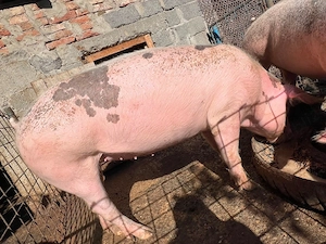 Porci de Vânzare!! - imagine 3