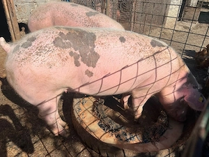Porci de Vânzare!! - imagine 2