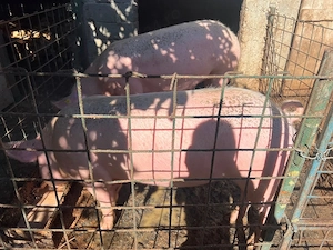 Porci de Vânzare!!