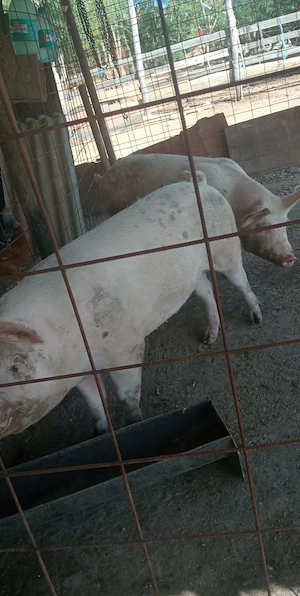 Porc de vanzare  - imagine 2