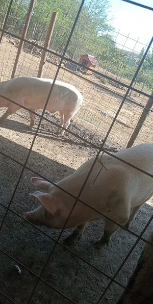 Porc de vanzare  - imagine 3