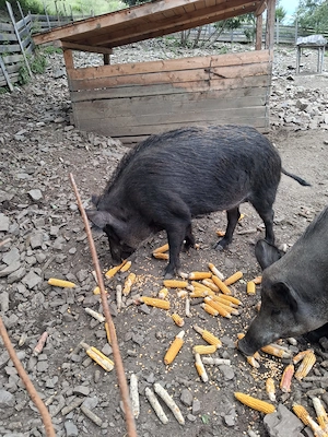 Vand mistreți mascul si femela crescuți in gospodarie - imagine 4