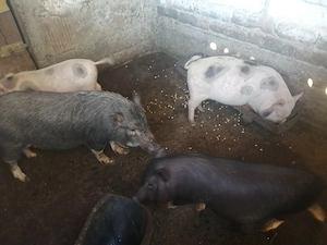 Vand scrofita vietnameza cu 2 purcei