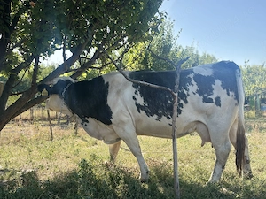 Vand vaca belga de 4 ani foarte blanda - imagine 4