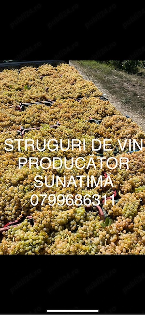 struguri de vin PRODUCĂTOR