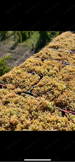 struguri de vin PRODUCĂTOR