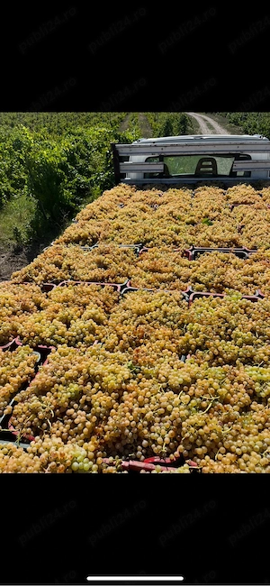 struguri de vin PRODUCĂTOR