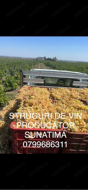struguri de vin PRODUCĂTOR