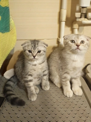 Pui de pisica Scottish Fold  - imagine 5