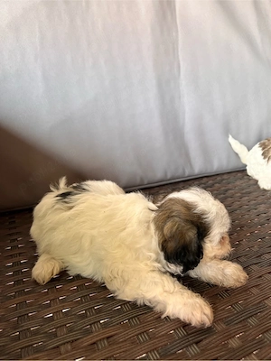 Catei bichon 