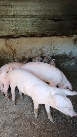 Porci 4 luni 3 porci si 2 purcele