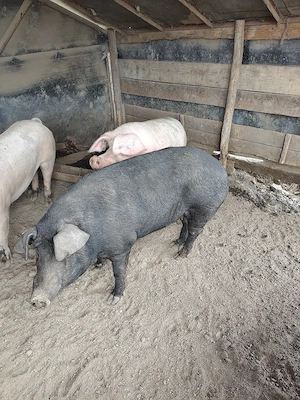 porci de taiat  - imagine 4