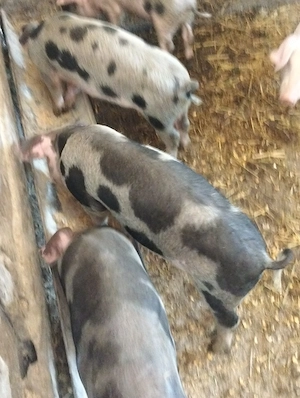 4 mascuri castrați,de 3 luni. - imagine 2