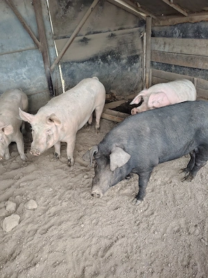 porci de taiat  - imagine 2