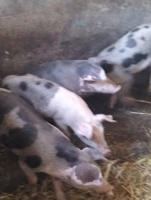 4 mascuri castrați,de 3 luni