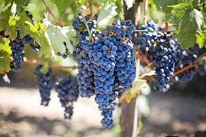 vand struguri de vin  - imagine 2