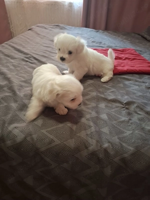 Bichon mini - imagine 3