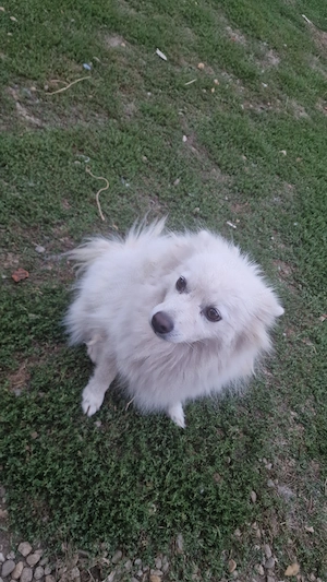 Vând cățelusă pomeranian  - imagine 4