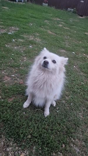 Vând cățelusă pomeranian  - imagine 2