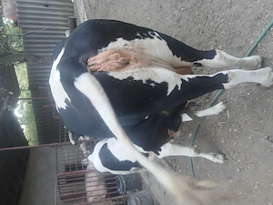 Vaca cu vitea de 4 luni - imagine 2
