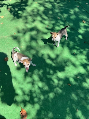 Chihuahua Toy   2 fetițe disponibile | București Sector 1 - imagine 4