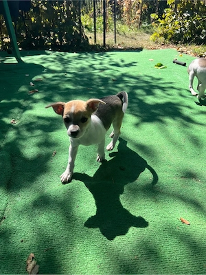Chihuahua Toy   2 fetițe disponibile | București Sector 1