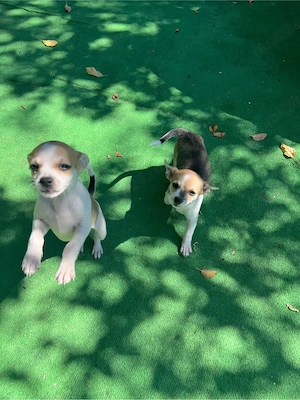 Chihuahua Toy   2 fetițe disponibile | București Sector 1 - imagine 3