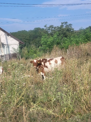 vand vaca gestanta 